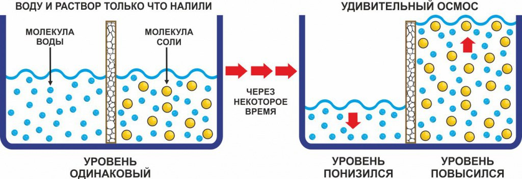 Что такое осмос